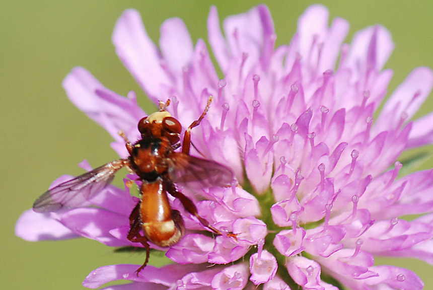 Sicus sp M (Conopidae)